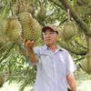 Un trabajador de la cooperativa de durián Huong Thanh, en la provincia de Lam Dong, inspecciona las frutas para la exportación. (Foto: VNA)