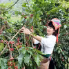 Cosecha de café en la provincia de Son La (Foto: VNA)