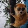 El loris lento pigmeo (nombre científico - Nycticebus pygmaeus) (Foto: VNA)