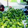 Pomelos para exportación (Foto: VNA)