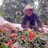 Cosecha de pimienta (Foto: VNA)