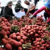 Clasificación y envasado de lichis para exportación en la zona de cultivo de Luc Ngan, provincia de Bac Ninh. (Foto: VNA)