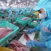 Procesamiento de pescado Tra (pangasius) para exportación (Foto: VNA)