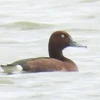 El Ferruginous duck (Aythya nyroca) encontrado en la laguna de Hac Hai (Foto: Parque Nacional Phong Nha – Ke Bang)
