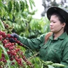Exportaciones de café vietnamita podrían superar 8 mil millones de USD este año