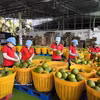 Procesamiento de pomelos para exportación en la fábrica de envasado de Kim Thanh, en la comuna de Giao Long, provincia de Vinh Long. (Foto: VNA)
