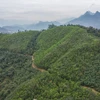 Vietnam recibirá 5 millones de dólares adicionales por venta de créditos de carbono forestal (Foto: VNA)