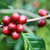 En los primeros nueve meses de 2026, Vietnam exportó unos 1,4 millones de toneladas de café por 6,54 mil millones de dólares, un 15,4% más en volumen, pero un 7,3% menos en valor interanual. (Foto: VNA)