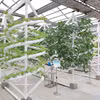 Modelo inteligente de cultivo y propagación de variedades vegetales en el Parque Nacional de Ciencia y Tecnología Agrícola de Jiansanjiang, provincia de Heilongjiang. (Foto: VNA)