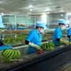 Productos de plátano son clasificados antes de ser envasados para su exportación. Foto: Hoai Nam – VNA