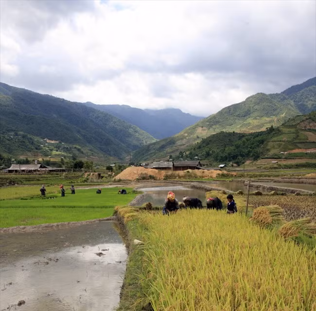 Tranquilos momentos de reposo (Fuente: VNA)