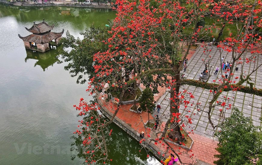 En marzo, al pie de la montaña Sai Son, en el distrito de Quoc Oai, en Hanoi, se aprecia la floración de los algodoneros rojos. (Fuente: VNA)