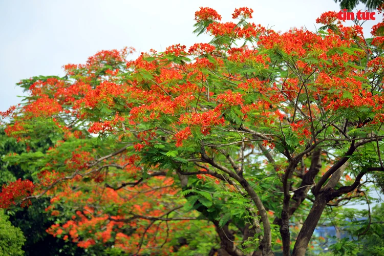 Los flamboyanes lucen su color rojo brillante en los días de verano.