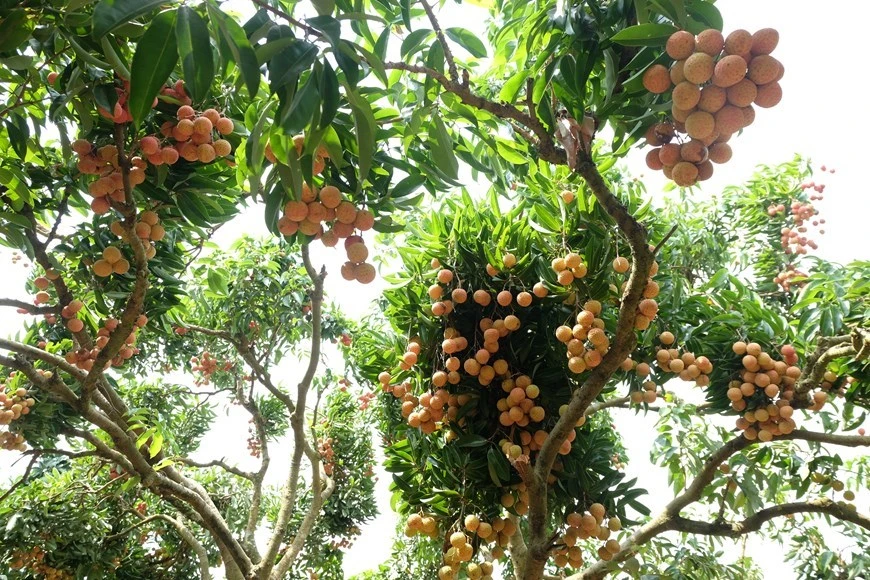 El lichi Thieu se distingue de otras variedades con forma esférica, cáscara brillante, delgada y roja, carne espesa, blanca, dulce y jugosa, además de la semilla pequeña. (Foto: VNA)