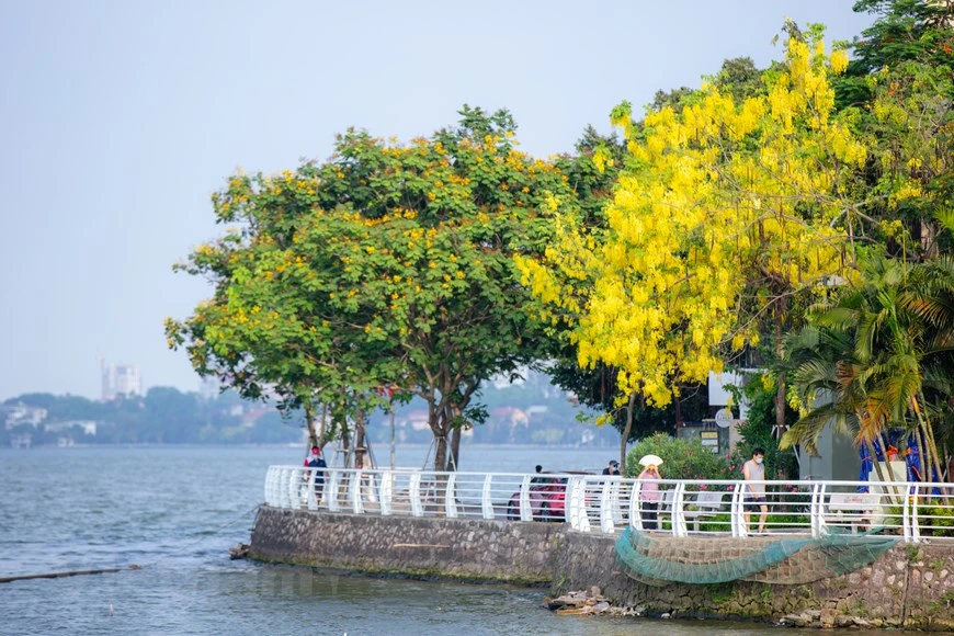 En los primeros días del verano, las carreteras que rodean el lago del Oeste de Hanoi se tiñen con el color amarillo de las flores de caña fístula. Sus pétalos amarillos trazan hermosas decoraciones en el cielo azul. La temporada de floración de esta planta dura dos meses, de mayo a julio. La caña fístula representa la suerte y la esperanza de un futuro mejor. Esta planta, nativa del sur de Asia, tiene diferentes nombres en vietnamita debido a la forma de sus flores, tales como Hoa long den (flor de linterna), Bo cap nuoc (escorpión de agua) y Mai no muon (Ochna integérrima de floración tardía), entre otros. (Fuente:Vietnamplus)