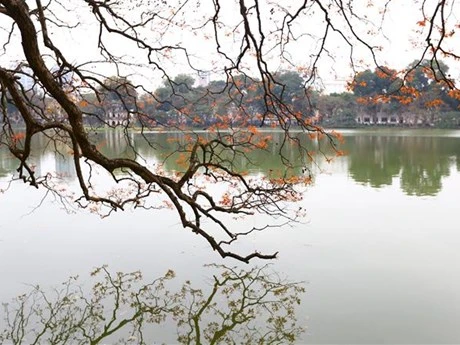 En la primavera, los centenarios árboles de lagerstroemia alrededor del lago Hoan Kiem muestran sus nuevas hojas, creando un escenario romántico en el casco antiguo de Hanoi. (Foto: VNA)