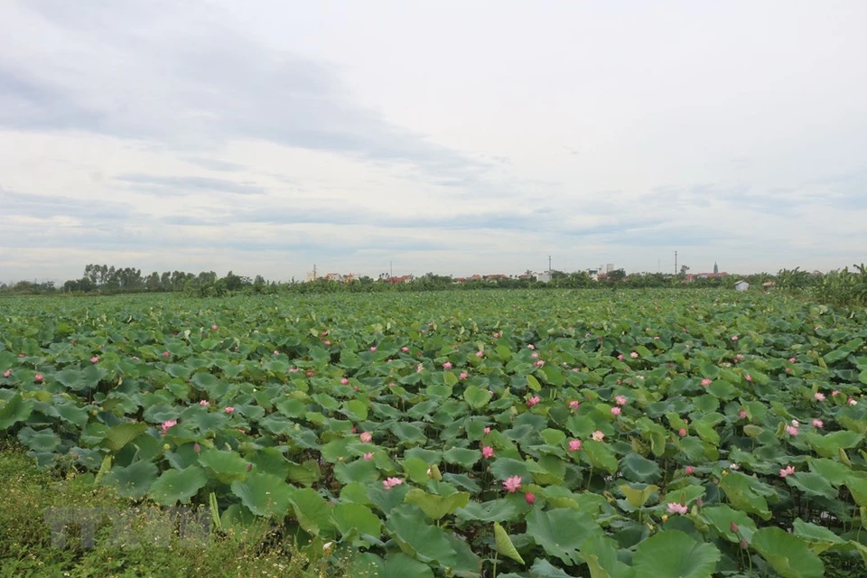 Campos de loto en la comuna de Chuyen Ngoai, provincia de Ha Nam. (Foto: VNA)