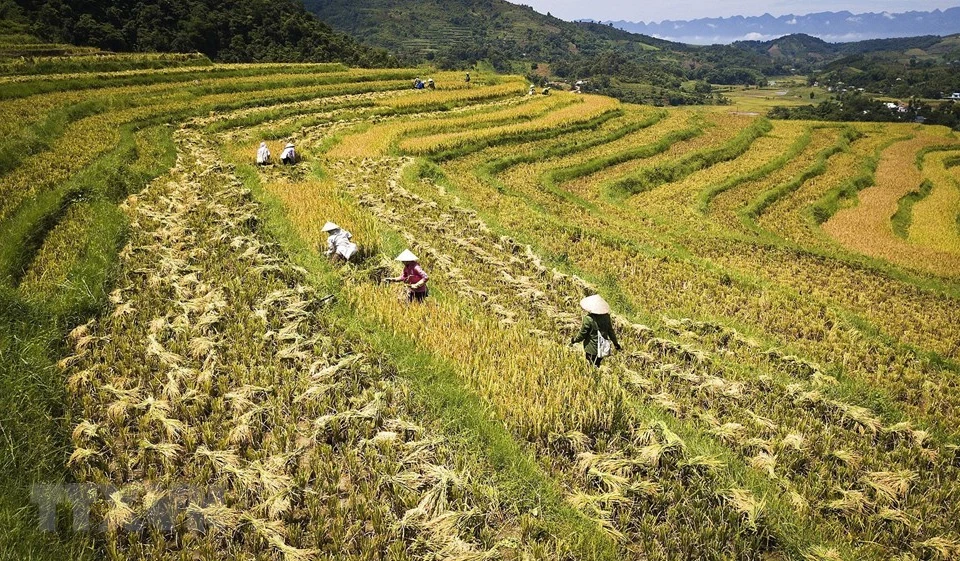 Los campos arrozales en terrazas en el distrito de Cao Phong (Foto: VNA)