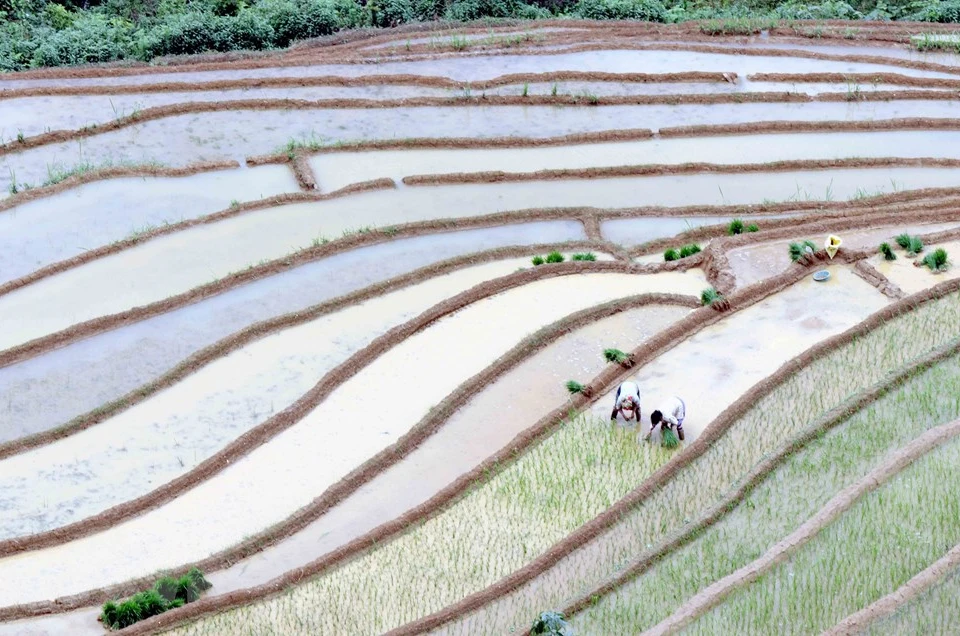 En la temporada de lluvia que se inicia en junio, los pueblos de la etnias Mong y Thai en la comuna de Chieng Muon, en la provincia norteña de Son La, aprovechan las abundantes aguas para cultivar el arroz. (Foto: VNA)