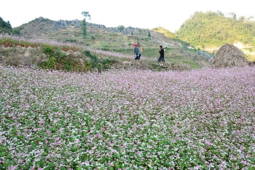 La meseta de piedras Dong Van en la provincia norteña de Ha Giang es muy famosa por el Festival de flores de alforfón o trigo sarraceno. (Foto: VNA)