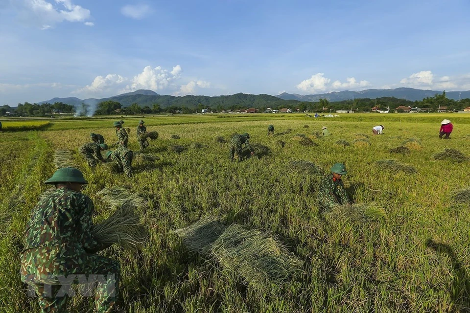 Debido al clima extremadamente caluroso, los agricultores locales enfrentan dificultades para cosechar el arroz. Los soldados del Regimiento 82 (Zona militar 2) están dispuestos a ayudar a los agricultores (Foto: VNA)