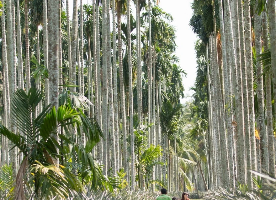 Sistema de zanja de agua entre las plantas de cocos y arecas crea un paisaje especial en Tac Cau. (Fuente: VNA)