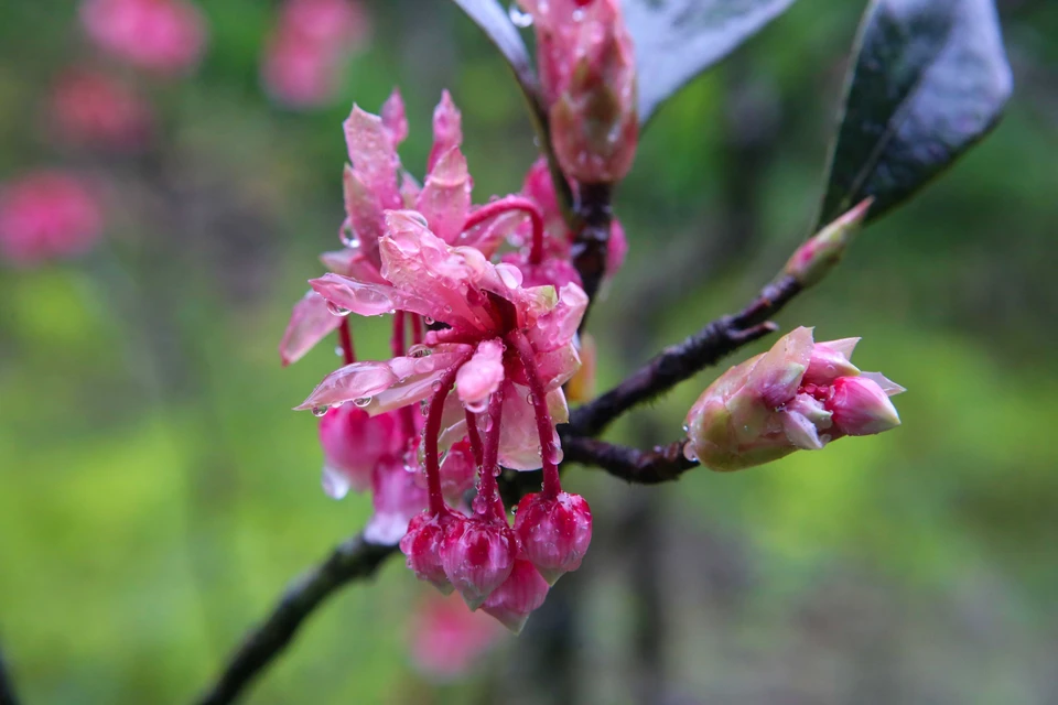 Capullos de flor de durazno con forma de campana antes de florecer por completo. (Fuente:VNA)