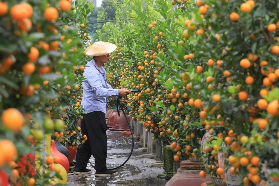 Actualmente, la aldea de Tu Lien tiene alrededor de 400 hogares que cultivan bonsái de kumquat, con una superficie total de hasta 20 hectáreas. (Fuente:VNA)