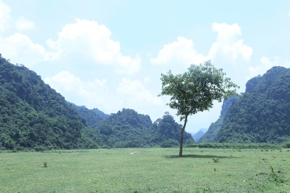 Atractivo "árbol solitario" en la estepa de Dong Lam. (Fuente: VNA)