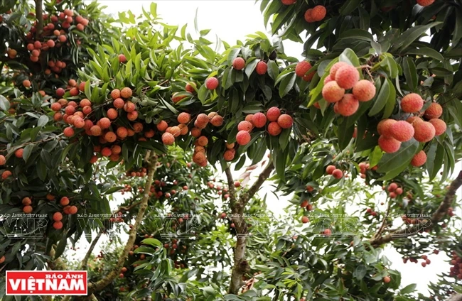  La provincia de Bac Giang es la región de cultivo de lichi más grande del país.