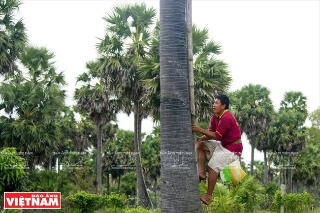 El tiempo para cosechar y producir azúcar de palma dura alrededor de seis meses, de noviembre a mayo del calendario lunar. Un hombre local está trepando por una palmera para obtener su savia, un material utilizado para hacer azúcar de palma. (Fuente: VNA)