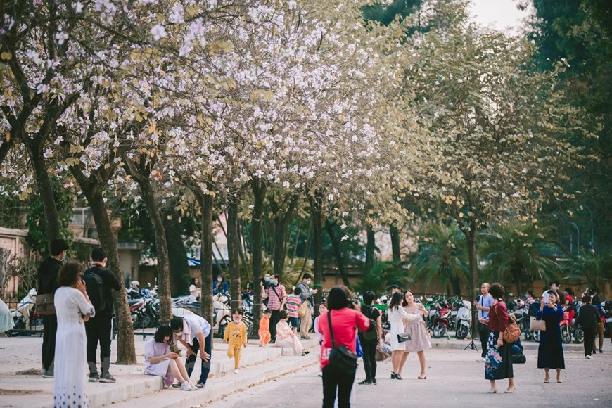 Como una promesa cumplida, cada vez que llega febrero, las flores Ban (Bauhinia variegata), símbolo de la primavera en las zonas montañosas del noroeste de Vietnam, brinda la nueva vida a las calles de Hanoi tras un invierno frío y sombrío. Bauhinia variegata, llamado vulgarmente falsa caoba, uña de vaca, árbol de las orquídeas, o árbol orquídea, es un árbol de la familia de las fabáceas, originario del sur y sureste de Asia. Se trata de un árbol de pequeño a mediano tamaño que crece hasta los 10-12 metros de altura, es de hoja caduca en la estación seca. Las hojas tienen de 10-20 centímetros de largo y ancho, redondeadas, y bilobuladas en la base y el ápice. (Foto: Vietnam+)