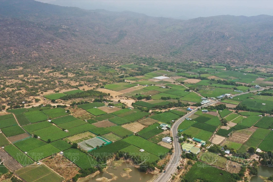 Área de cultivo de uva en la provincia de Ninh Thuan. (Foto: Revista ilustrada de Vietnam)