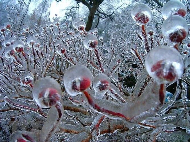 En la mañana del 8 de enero de 2021, la temperatura medida en la cima de la montaña Phia Oac, comuna de Thanh Cong, distrito de Nguyen Binh, provincia de Cao Bang, fue de -9 grados Celsius, lo que provocó que el hielo cubriera los árboles y el suelo. (Fuente: VNA)