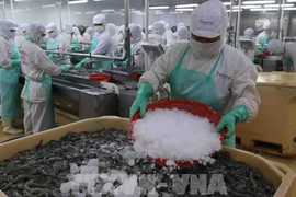 Procesamiento de camarones para exportación (Foto ilustrativa: VNA)