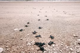 Las crías de tortuga regresan al mar en el Parque Nacional Nui Chua (comuna de Vinh Hai, provincia de Khanh Hoa) (Foto: VNA)
