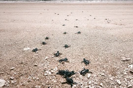 Las crías de tortuga regresan al mar en el Parque Nacional Nui Chua (comuna de Vinh Hai, provincia de Khanh Hoa) (Foto: VNA)