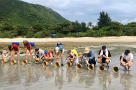 Los turistas extranjeros particupan en un tour para liberar crías de tortuga marina de vuelta al mar en Con Dao, Ciudad Ho Chi Minh. (Foto: sggp.org.jpg)