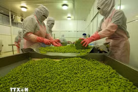 Trabajadores procesan soja para exportación. (Foto: VNA)