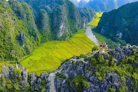 Encanto de la temporada de cosecha de arroz en Tam Coc