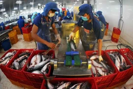 Procesamiento del pescado Tra para la exportación del grupo Sao Mai, en la provincia de Dong Thap (Foto: VNA)