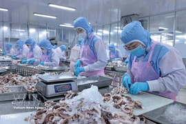 Procesamiento de pulpo para exportación al mercado japonés en la empresa Huy Nam, provincia de An Giang. (Foto: VNA)