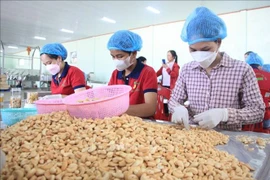 Vietnam aspira a ingresar 4,5 mil millones de USD por exportación de anacardos