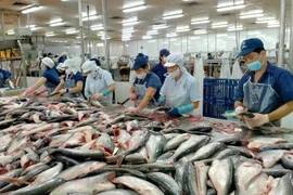 Procesamiento de pescado Tra para la exportación (Foto: VNA)