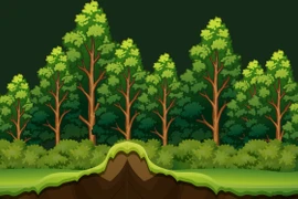 Vietnam registra más de 14,97 millones de hectáreas de bosque