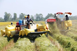 Vietnam supera a Tailandia y se convierte en el segundo mayor exportador mundial de arroz