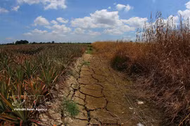Muchos canales interiores de la ciudad de Can Tho se secan tras un período prolongado de calor extremo. (Foto: VNA)
