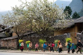 Para 2030, Vietnam se esfuerza por elevar el ingreso promedio de las personas pertenecientes a minorías étnicas a la mitad de la cifra general del país. (Foto: VNA)