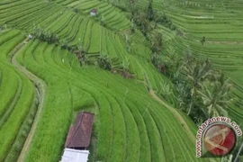 Arrozales en Bali (Foto: Antara)