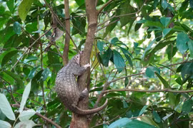 El pangolín de 2,5 kilogramos fue liberado en su hábitat natural en buen estado de salud. (Foto: VNA)